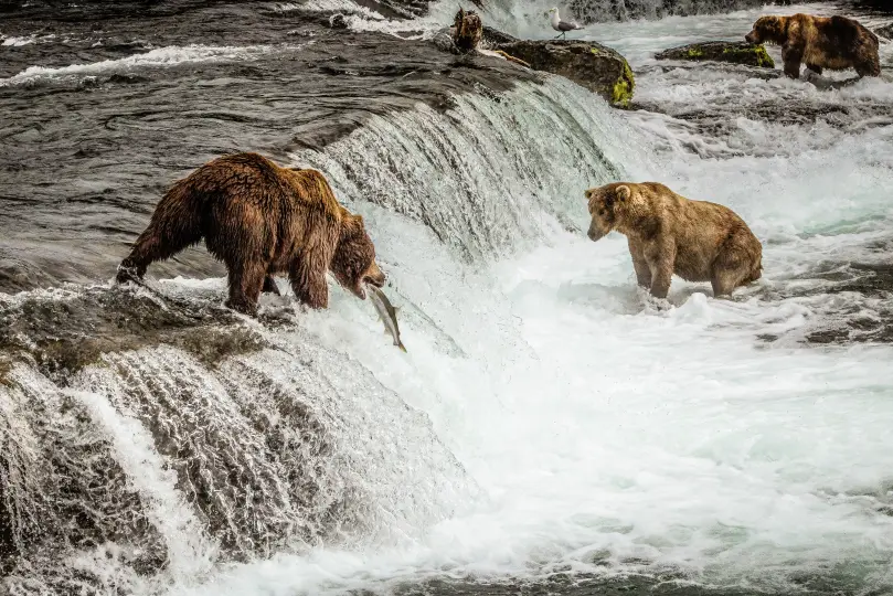 bears hunting Chinook Salmon