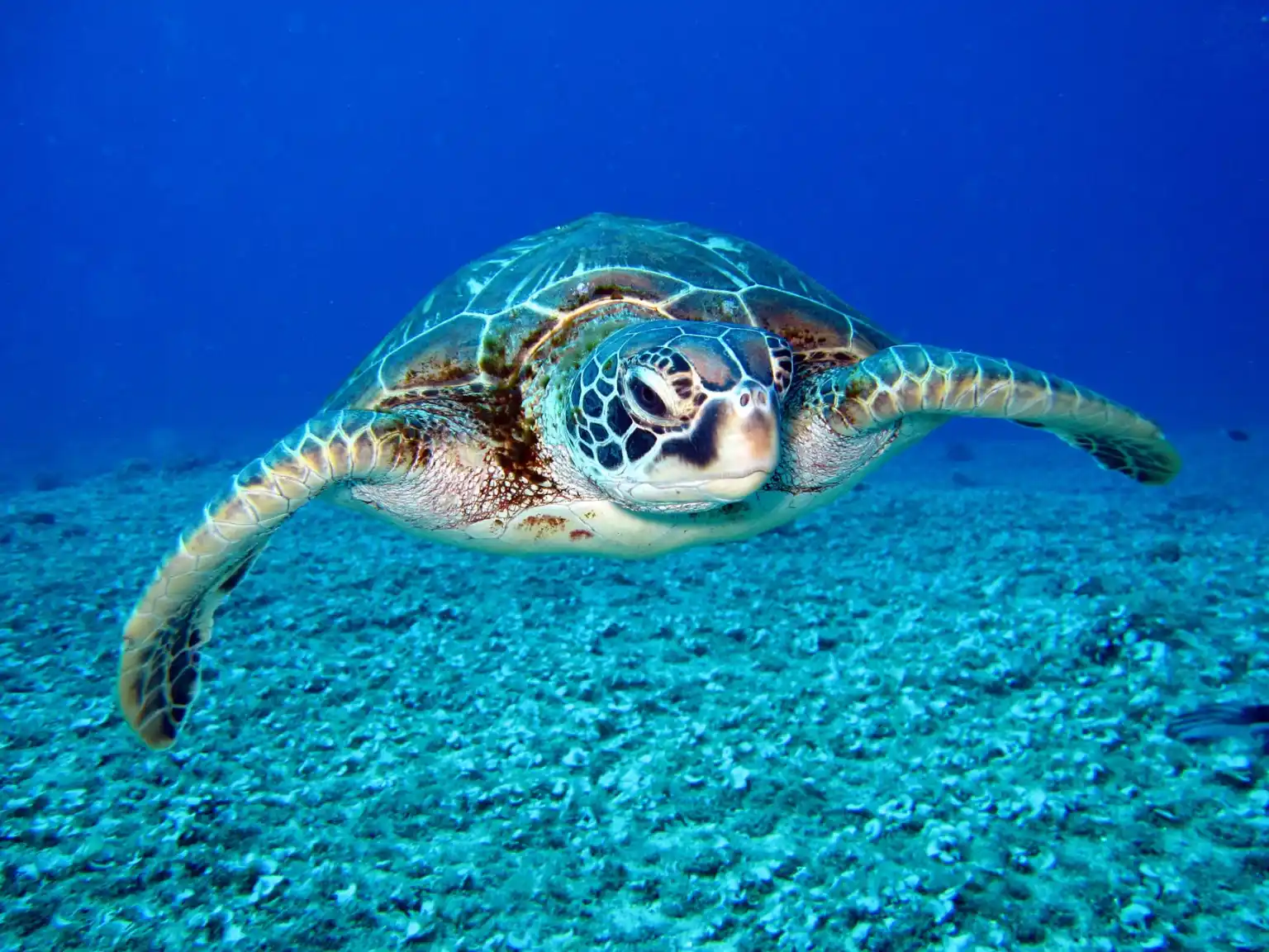 Image of Sea Turtle