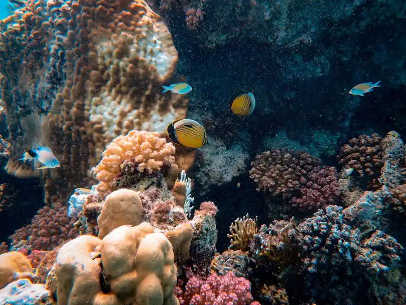 Image of coral reef