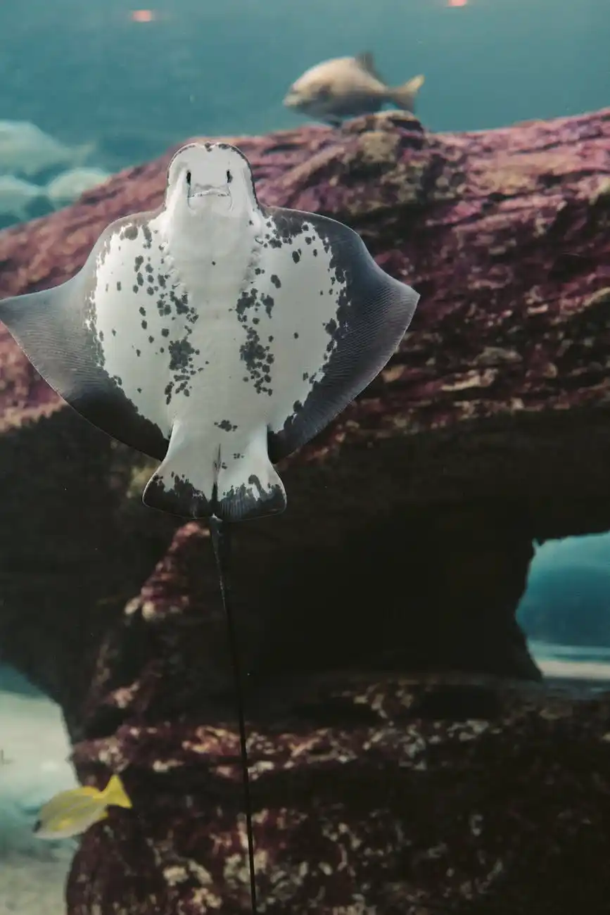 image of manta ray