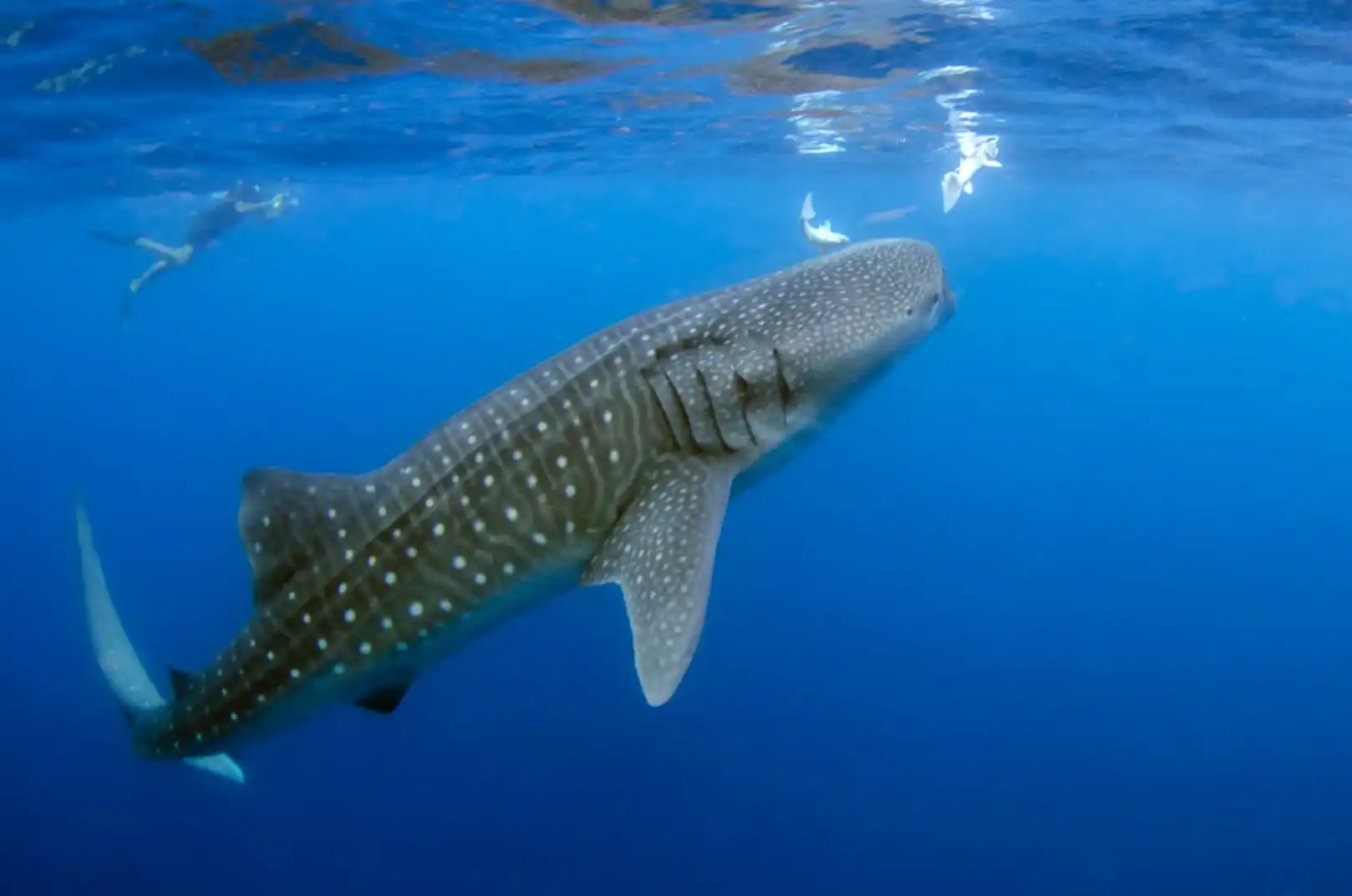 image of whale shark